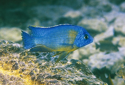 Protomelas sp. 'steveni imperial' Minos Reef